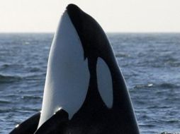 Japón firmó la moratoria que desde 1986 prohíbe la caza comercial de ballenas. ESPECIAL  /