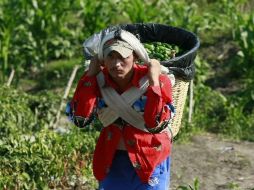Campesino de campo de chiles en la carretera Guadalajara-Jocotepec. ARCHIVO  /