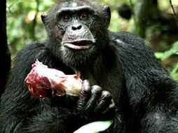 Los científicos aún no están totalmente seguros si el motivo último de los chimpancés es la captura de recursos o de hembras. ESPECIAL  /