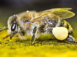 Las inmediaciones de tres de esas colmenas se tratarán con pesticidas y las de las otras tres estarán libres de ellas. EL UNIVERSAL  /