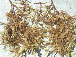 Estas algas son cruciales para la vida marina. ESPECIAL  /