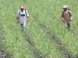 El campo se verá beneficiado con la llegada del temporal de lluvias. ARCHIVO  /