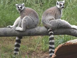 Tras cuatro semanas de tratamiento, los lemures disminuyeron su ingesta de comida un 13 por ciento. EL UNIVERSAL  /