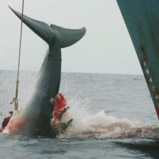 Cumbre ballenera fracasa