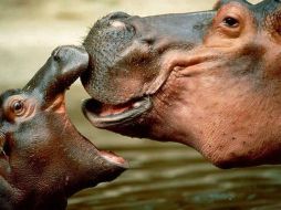 El virulento brote causó la muerte de estos paquidermos. ESPECIAL  /