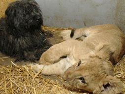 La perra cuida al cachorro del león como una de sus propias crías. ESPECIAL  /
