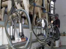 El sector produjo el año pasado un promedio de 10 mil 800 millones de litros de leche. ARCHIVO  /