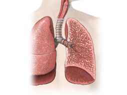 La única forma de reemplazar el tejido pulmonar dañado es el trasplante de pulmón. ESPECIAL  /