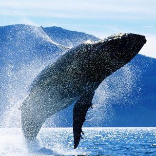 Comisión Ballenera autoriza que Groenlandia cace ballenas jorobadas