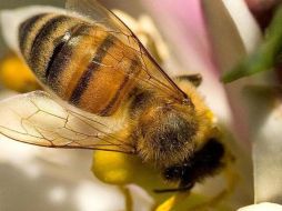 Elegirán algunos de los mejores ejemplares que puedan ser buenos proveedores de productos para el consumo humano. ESPECIAL  /