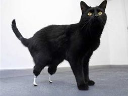 La imagen muestra el resultado del implante en Oscar. AP  /