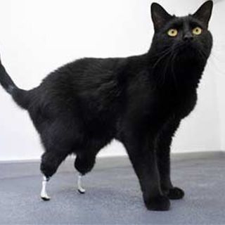 Veterinarios y bioingenieros británicos presentan a Oscar, ''el gato biónico''