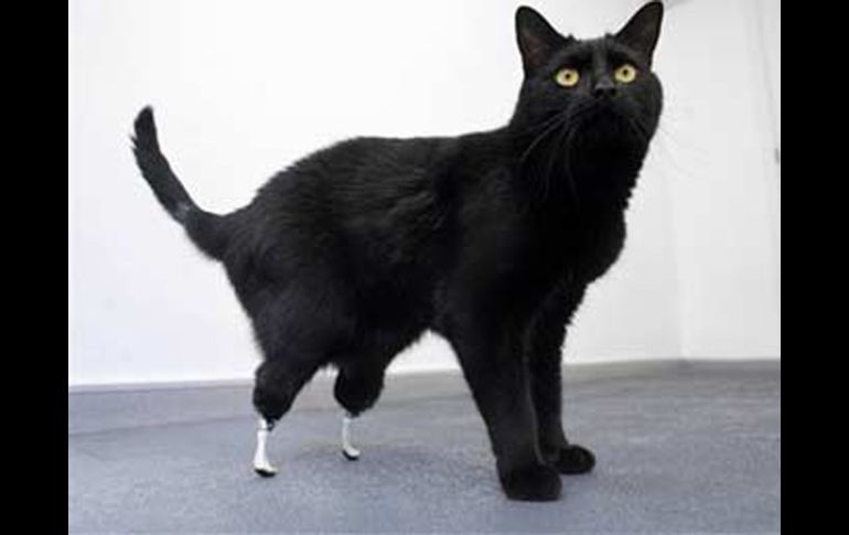 La imagen muestra el resultado del implante en Oscar. AP  /