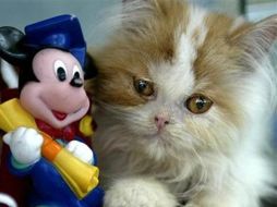 Un nuevo hotel de lujo que se inaugurará en el Walt Disney World Resort. REUTERS  /