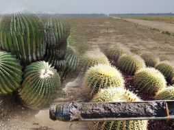 Hasta el momento se ha definido y perfeccionado la técnica para el cultivo de la biznaga gigante. ESPECIAL  /