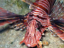 El pez león devora grandes cantidades de ejemplares de especies como el pargo y el mero. ESPECIAL  /