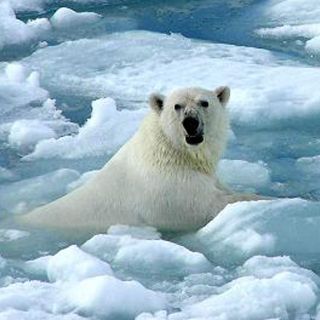 Ciento veintidós científicos chinos al Polo Norte