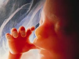 El feto se encuentra en un estado de inconsciencia. ESPECIAL  /