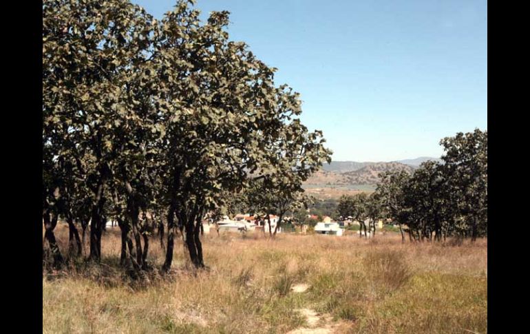 La denuncia señala que el fraccionamiento La Cima invadió el bosque al instalar una malla ciclónica. ARCHIVO  /