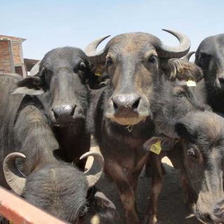 Región de Los Altos apunta a la producción de queso mozzarella