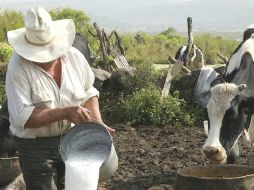 El hato lechero nacional implica 2.2 millones de vacas especializadas y otros cuatro millones de animales para carne y leche. ARCHIVO  /