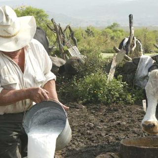 Piden ganaderos no calificar la leche entera como alimento chatarra