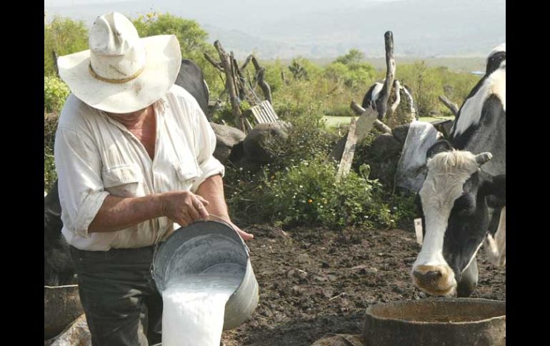 El hato lechero nacional implica 2.2 millones de vacas especializadas y otros cuatro millones de animales para carne y leche. ARCHIVO  /