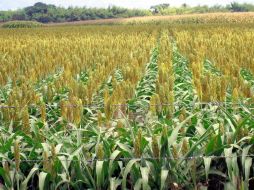 El aumento de superficie de siembras para la temporada primavera-invierno contribuyó a la obtención de buenos indicadores. ESPECIAL  /