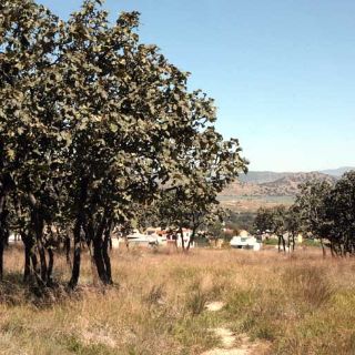 Realizan recorrido en zonas de invasión en Nixticuil