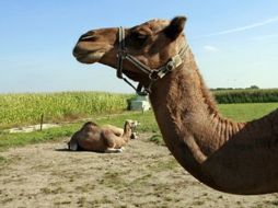 Una llamada anónima advirtió a la policía, que recuperó a los animales AFP  /