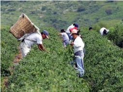 El sector agropecuario fue el que avanzó más en abril pasado, aunque es el que históricamente está más rezagado. ARCHIVO  /