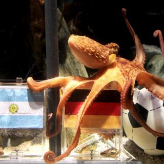 Pulpo vaticina triunfo alemán sobre Argentina