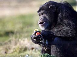 Los monos son los animales que más es asemejan al ser humano. EL UNIVERSAL  /