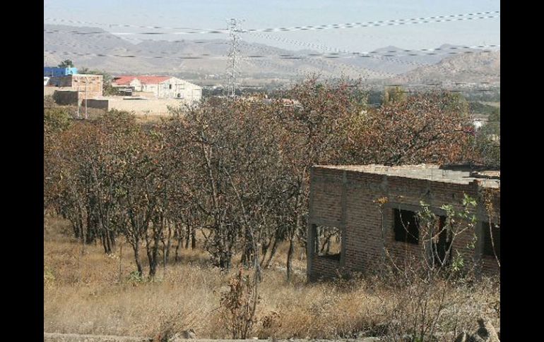 El Área Natural Protegida del bosque El Nixiticuil. ARCHIVO  /