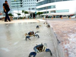 Un hombre pasa junto a los cangrejos azules por la avenida costera principal de Cancún. AP  /