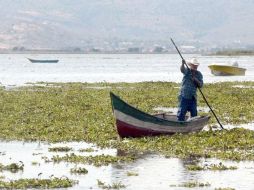 Los niveles de oxigenación de la laguna de Cajititlán son preocupantes. ARCHIVO  /