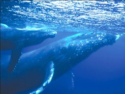 Mediante la grabación de los sonidos de las ballenas determinarán en dónde se encuentran y en qué estado. ESPECIAL  /