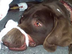 En Estados Unidos el interés por este tipo de actos es creciente. ESPECIAL  /