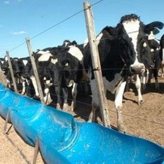 Lecheros bolivianos rechazan posible nacionalización de productora peruana