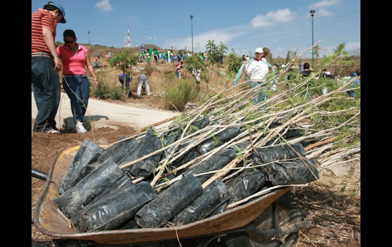 La reforestación de EXTRA en El Centinela pretende disminuir la presión contra la gran reserva boscosa. A. CAMACHO  /