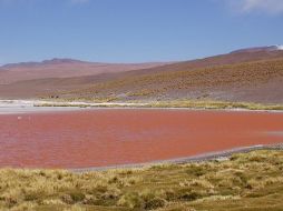 La baja de las aguas de la laguna pone también en riesgo el que es el principal centro de nidificación de aves. ESPECIAL  /