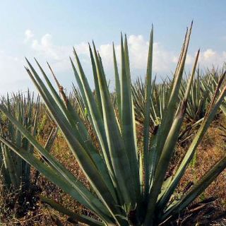 Cultivo de agave en Autlán amenaza ambiente: investigador