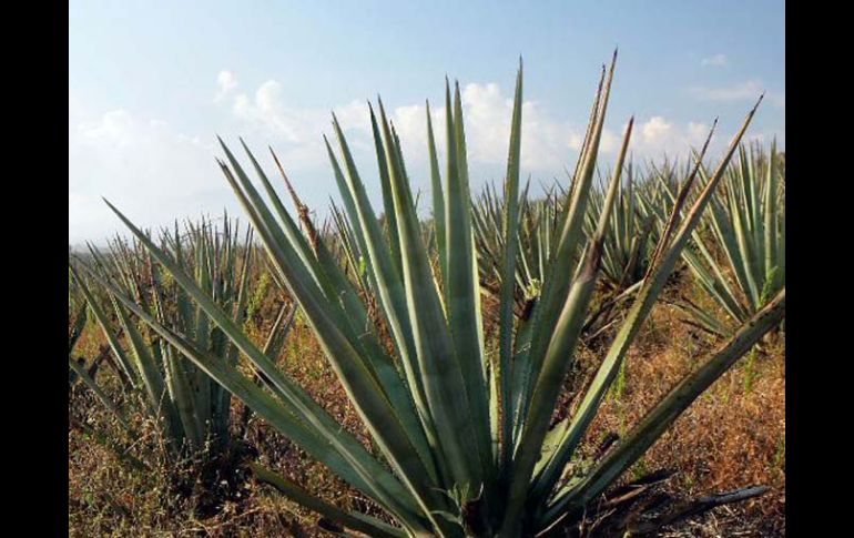 El cultivo del agave en Autlán, una amenaza ambiental, afirman. ARCHIVO  /