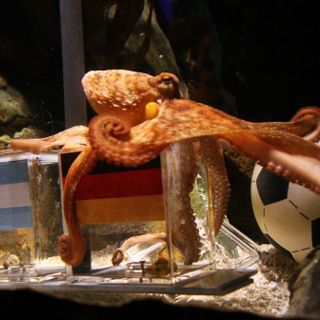 El pulpo profeta acapara los reflectores