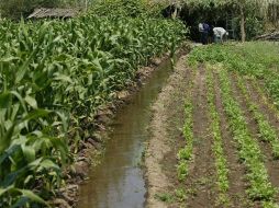 Alos trabajadores del campo no se les respetan las condiciones laborales de acuerdo a la Ley. ARCHIVO  /