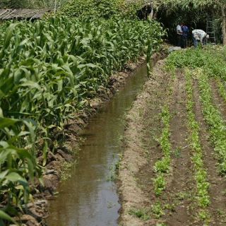 Reconocen no respetar condiciones laborales de trabajadores del campo