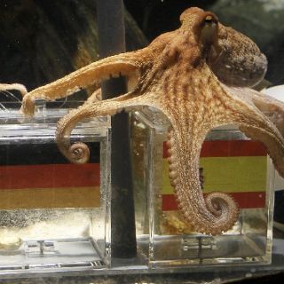 Pulpo 'adivino' vaticina triunfo de España ante Alemania