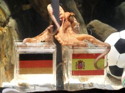 El célebre pulpo Paul dio hoy su veredicto favorable para España en el próximo partido del Mundial ante Alemania. AFP  /
