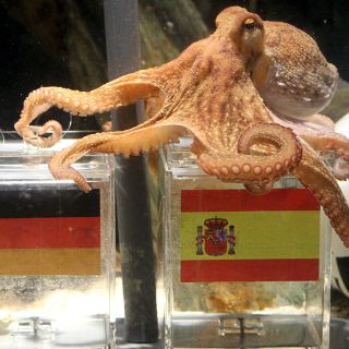 Pulpo 'adivino' vaticina triunfo de España