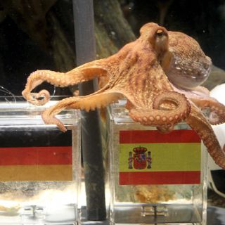 El pulpo lo vuelve a hacer